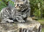 Mr Chiparoo - Munchkin Kitten For Sale - West Branch&comma; MI&comma; US