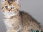 Dauria - Munchkin Kitten For Sale - Pembroke Pines&comma; FL&comma; US