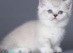 Deltor - Munchkin Kitten For Sale - Pembroke Pines&comma; FL&comma; US