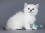 Doreli - Munchkin Kitten For Sale - Pembroke Pines&comma; FL&comma; US