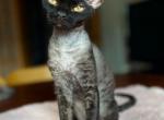 Devon Rex - Devon Rex Cat For Sale - Hollywood&comma; FL&comma; US