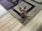 Blue - Sphynx Cat For Sale - Chicago&comma; IL&comma; US