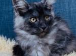 Dorado - Maine Coon Kitten For Sale - Jackson&comma; TN&comma; US
