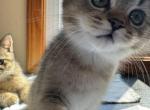 Mila - Scottish Straight Kitten For Sale - Palatine&comma; IL&comma; US