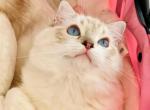 melo - Ragdoll Kitten For Sale - Irvine&comma; CA&comma; US