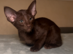 Lyra - Oriental Kitten For Sale - Hollywood&comma; FL&comma; US