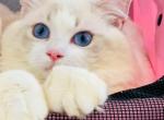 Labubu - Ragdoll Cat For Sale - Irvine&comma; CA&comma; US