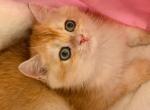 QQ - British Shorthair Kitten For Sale - Irvine&comma; CA&comma; US
