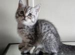 Marlee - Scottish Straight Kitten For Sale - Copperas Cove&comma; TX&comma; US