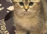 Mario - Scottish Straight Kitten For Sale - Palatine&comma; IL&comma; US