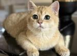 Mango - British Shorthair Cat For Sale - Jacksonville&comma; FL&comma; US