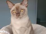 Kevin - Burmese Cat For Sale - Miami&comma; FL&comma; US