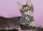 Lorenso - Maine Coon Cat For Sale - Miami&comma; FL&comma; US