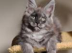 Kelly - Maine Coon Cat For Sale - Miami&comma; FL&comma; US