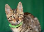 Mozart - Bengal Cat For Sale - Norwalk&comma; CT&comma; US