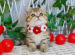 Freya - Munchkin Kitten For Sale - Pembroke Pines&comma; FL&comma; US