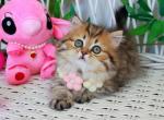 Fiona - Munchkin Kitten For Sale - Pembroke Pines&comma; FL&comma; US