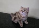 Simba - Scottish Straight Kitten For Sale - Naperville&comma; IL&comma; US