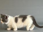 Beluga munchkin short legs blue & white bicolor - Munchkin Cat For Sale - TX&comma; US