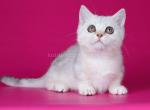 Varron munchkin with short legs silver baby boy - Munchkin Cat For Sale - TX&comma; US