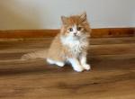 Chip - Persian Kitten For Sale - MO&comma; US
