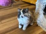 Dulce - Persian Kitten For Sale - MO&comma; US