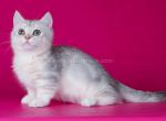 Vesper munchkin short legs silver clasic tabby boy - Munchkin Cat For Sale - TX&comma; US
