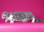 Xylon Scottish kilt munchkin fold short legs - Munchkin Kitten For Sale - TX&comma; US
