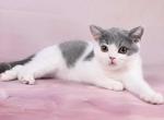 Gioconda - British Shorthair Kitten For Sale - Odesa&comma; Odessa Oblast&comma; UA