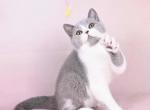 Grace - British Shorthair Kitten For Sale - Odesa&comma; Odessa Oblast&comma; UA