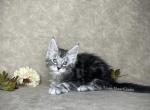 Frank - Maine Coon Kitten For Sale - Marietta&comma; GA&comma; US