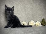 Annabeth - Maine Coon Kitten For Sale - Marietta&comma; GA&comma; US