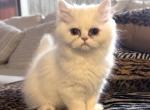 Princess Elsa Pure White Persian Female - Persian Cat For Sale - Las Vegas&comma; NV&comma; US
