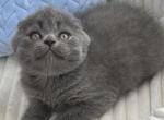 Alex Scottish Fold male blue - Scottish Fold Kitten For Sale - Miami&comma; FL&comma; US