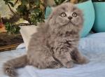 Erik Scottish Fold male blue - Scottish Fold Kitten For Sale - Miami&comma; FL&comma; US