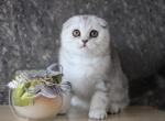 Da Vinci Scottish Fold male black silver tabby - Scottish Fold Kitten For Sale