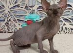 Leo Canadian Sphynx male black - Sphynx Kitten For Sale - Miami&comma; FL&comma; US