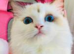 MIAO - Ragdoll Kitten For Sale - Irvine&comma; CA&comma; US