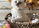 Frappe - Ragdoll Kitten For Sale - FL&comma; US