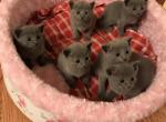 My Russian blue litter - Russian Blue Kitten For Sale - Charlotte&comma; NC&comma; US