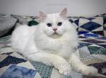 Benedict - Ragdoll Cat For Sale - Tuscaloosa&comma; AL&comma; US