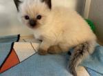 Maizie litter born - Ragdoll Kitten For Sale - Freeburg&comma; PA&comma; US