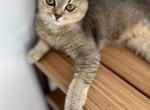 Rosy - Scottish Fold Cat For Sale - Atlanta&comma; GA&comma; US
