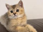 Bluey - Scottish Straight Kitten For Adoption - Atlanta&comma; GA&comma; US