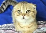 Doughnut - Scottish Fold Kitten For Sale - New York, NY, US