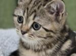 Tom - Scottish Straight Kitten For Sale - Holland&comma; PA&comma; US