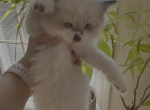 mini marshmallow - Siberian Cat For Sale - Sharon&comma; MA&comma; US