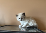 Mystery - Siberian Cat For Sale - Sharon&comma; MA&comma; US