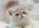 Melissa - Exotic Cat For Sale - Pembroke Pines&comma; FL&comma; US