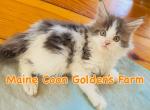 Blue Spotted Tabby White Maine Coon - Maine Coon Kitten For Sale - Boscawen&comma; NH&comma; US